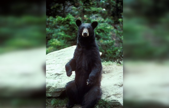 TWRA Probes Alleged Bear Feeding in West Knoxville Amid Community Safety Concerns
