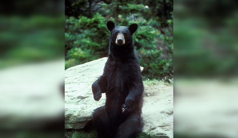 TWRA Probes Alleged Bear Feeding in West Knoxville Amid Community Safety Concerns