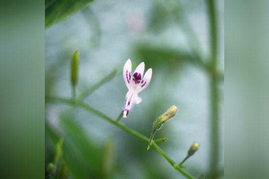 Union County's Cane Creek Park Set for Ecological Uplift, Bass-friendly Habitats on the Horizon