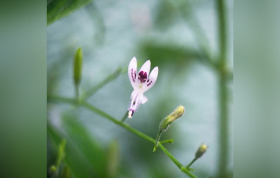 Union County's Cane Creek Park Set for Ecological Uplift, Bass-friendly Habitats on the Horizon