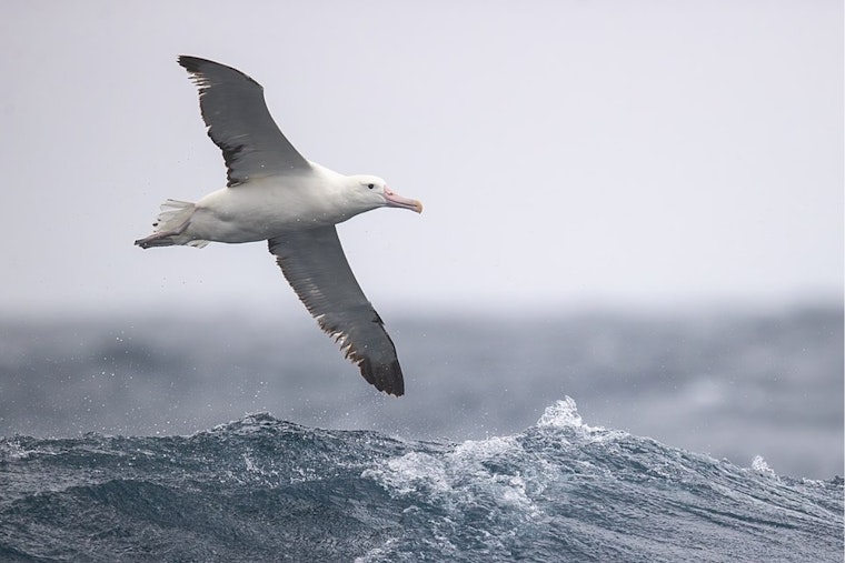 University of Cincinnati Engineers Mimic Albatross for Advanced Drone Technology, DARPA-funded Project Featured on Earth.com