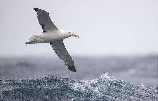 University of Cincinnati Engineers Mimic Albatross for Advanced Drone Technology, DARPA-funded Project Featured on Earth.com