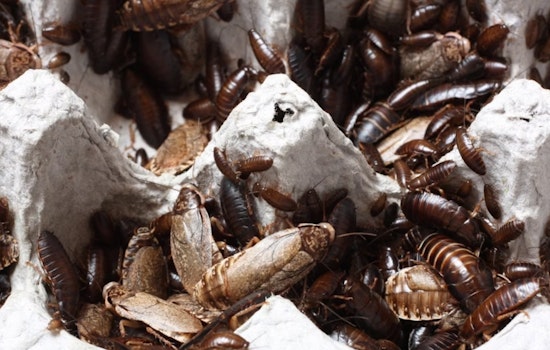 University of Cincinnati Study Unveils Sleep's Crucial Role for Pregnant Cockroaches and Human Mothers Alike