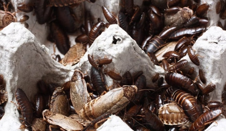 University of Cincinnati Study Unveils Sleep's Crucial Role for Pregnant Cockroaches and Human Mothers Alike