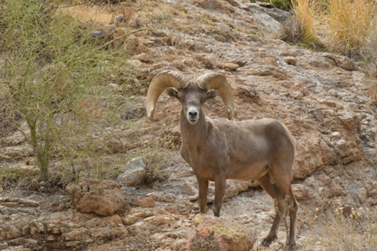 Up to $25,000 Reward Offered for Information on Poaching of Elk and Bighorn Sheep in Arizona's White Mountains