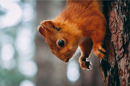 Urban Settings Attract Diverse Wildlife Seeking Refuge from Summer Heat, Advises Utah Expert