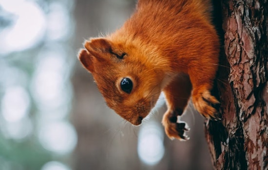 Urban Settings Attract Diverse Wildlife Seeking Refuge from Summer Heat, Advises Utah Expert