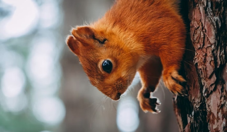 Urban Settings Attract Diverse Wildlife Seeking Refuge from Summer Heat, Advises Utah Expert