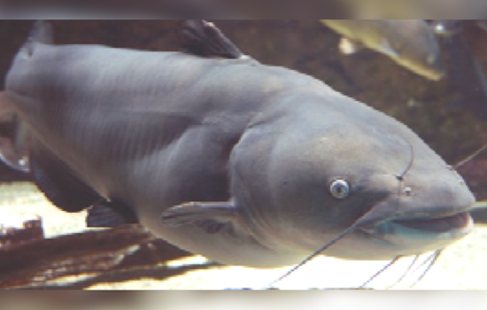 U.S. Government Injects $6 Million to Tackle Invasive Blue Catfish Crisis in Chesapeake Bay