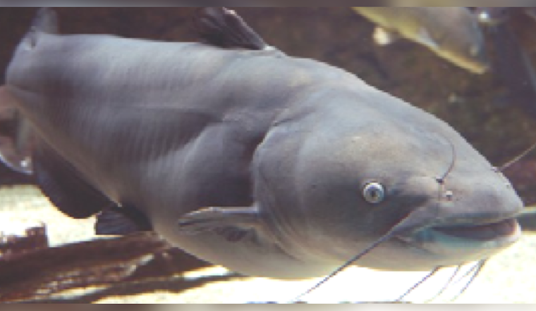 U.S. Government Injects $6 Million to Tackle Invasive Blue Catfish Crisis in Chesapeake Bay