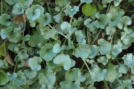 UT Gardens in Knoxville and Jackson Introduce 'Silver Falls' Dichondra: A True Silver Marvel for Gardeners