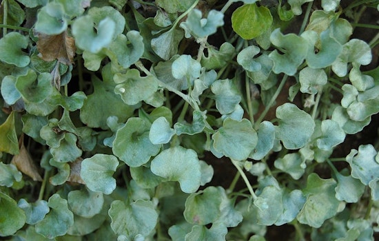 UT Gardens in Knoxville and Jackson Introduce 'Silver Falls' Dichondra: A True Silver Marvel for Gardeners