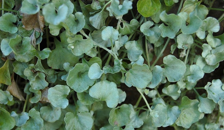 UT Gardens in Knoxville and Jackson Introduce 'Silver Falls' Dichondra: A True Silver Marvel for Gardeners