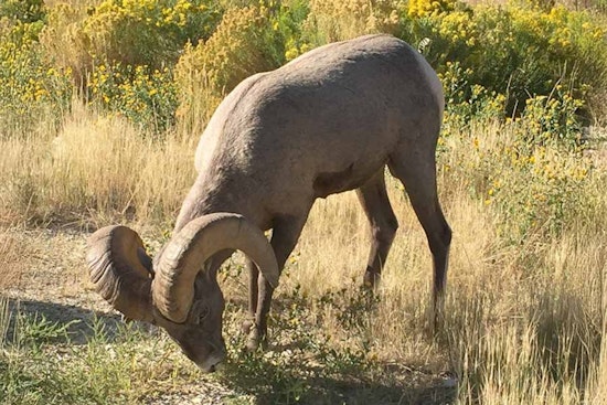 Utah DWR Seeks Community Feedback on Updates to Wildlife Management Plans for Mountain Goats, Bighorn Sheep, and Mule Deer