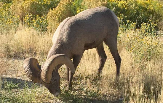 Utah DWR Seeks Community Feedback on Updates to Wildlife Management Plans for Mountain Goats, Bighorn Sheep, and Mule Deer