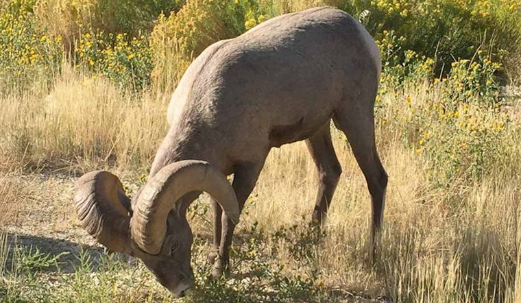 Utah DWR Seeks Community Feedback on Updates to Wildlife Management Plans for Mountain Goats, Bighorn Sheep, and Mule Deer
