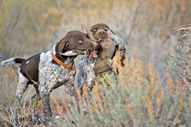 Utah Hunting Season Opens With Diverse Game Opportunities, DWR Provides Essential Information for Hunters