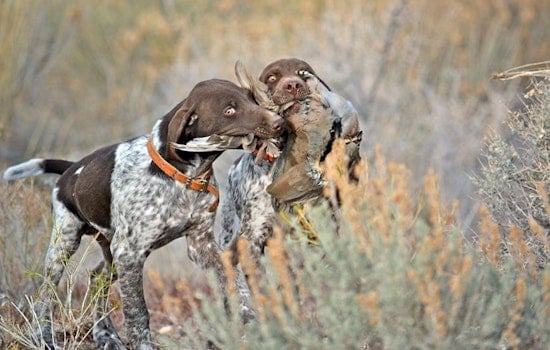 Utah Hunting Season Opens With Diverse Game Opportunities, DWR Provides Essential Information for Hunters