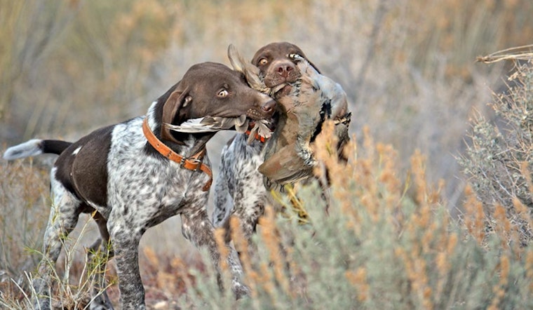 Utah Hunting Season Opens With Diverse Game Opportunities, DWR Provides Essential Information for Hunters
