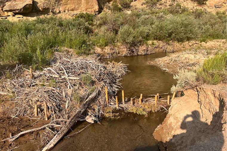 Utah's Investment in Mule Deer Thrives: $38 Million Funds 115 Habitat Restoration Projects
