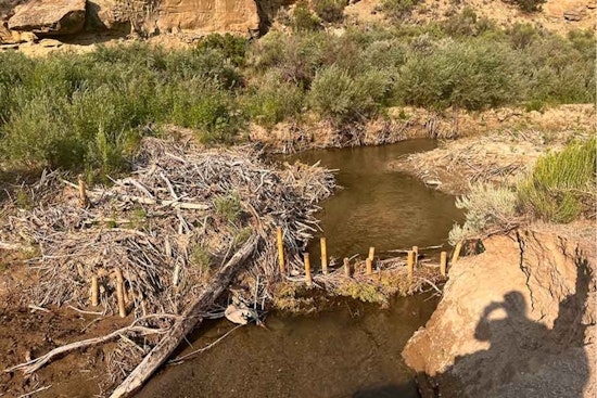Utah's Investment in Mule Deer Thrives: $38 Million Funds 115 Habitat Restoration Projects