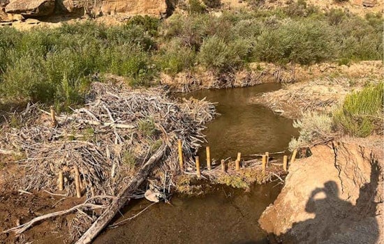 Utah's Investment in Mule Deer Thrives: $38 Million Funds 115 Habitat Restoration Projects