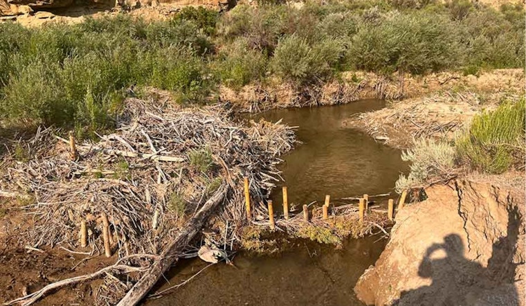 Utah's Investment in Mule Deer Thrives: $38 Million Funds 115 Habitat Restoration Projects
