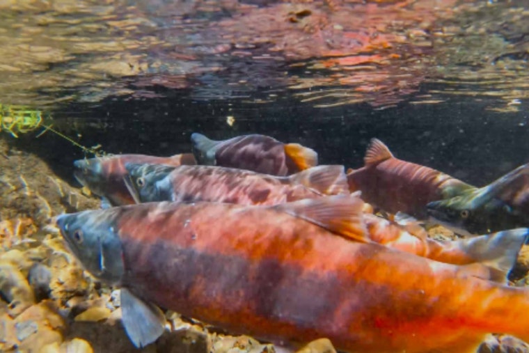 Utah's Spectacular Kokanee Salmon Spawning on Display: Free Public Events and Livestream Hosted by DWR