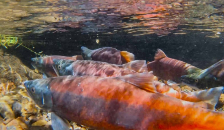 Utah's Spectacular Kokanee Salmon Spawning on Display: Free Public Events and Livestream Hosted by DWR