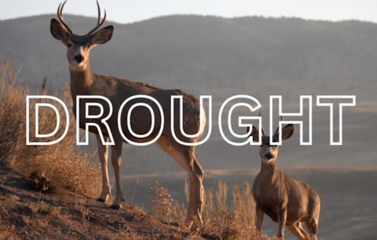 Utah's Water Crisis Deepens: Snowpack Shortfalls Signal Trouble for Ecosystems and Communities