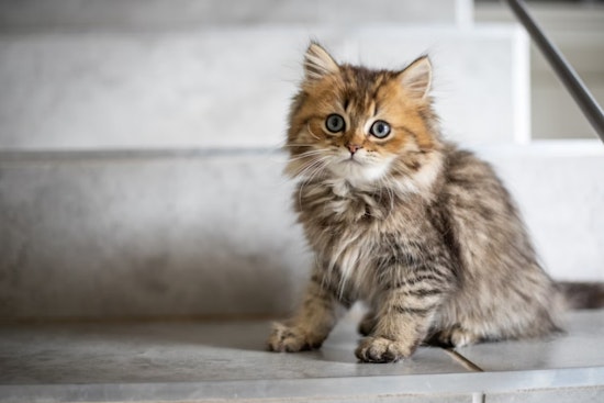 Volcano Cat Sanctuary on Hawai'i Island Expands as New Bill Threatens Feral Felines