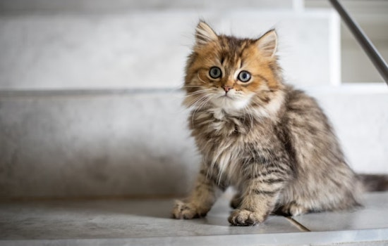 Volcano Cat Sanctuary on Hawai'i Island Expands as New Bill Threatens Feral Felines
