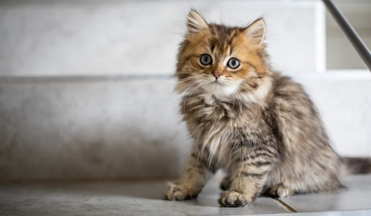 Volcano Cat Sanctuary on Hawai'i Island Expands as New Bill Threatens Feral Felines