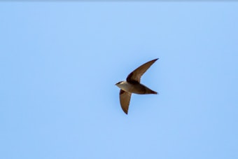 Volunteers Sought in Wisconsin for "Swift Night Out" to Aid in Chimney Swift Conservation Efforts