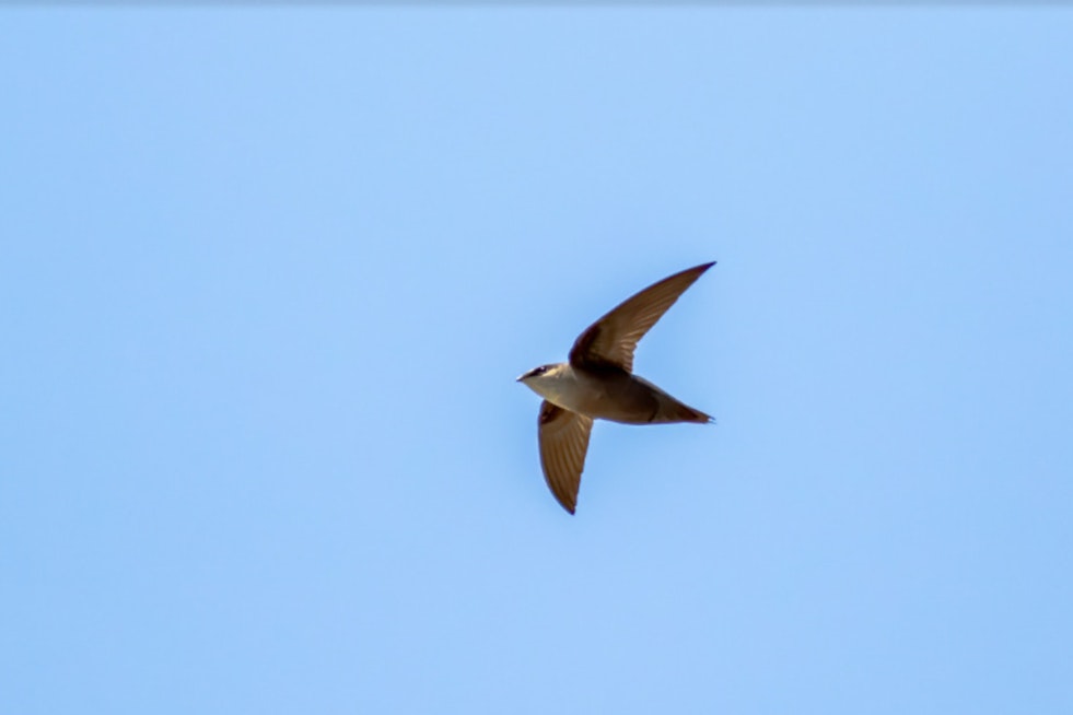 Volunteers Sought in Wisconsin for "Swift Night Out" to Aid in Chimney Swift Conservation Efforts