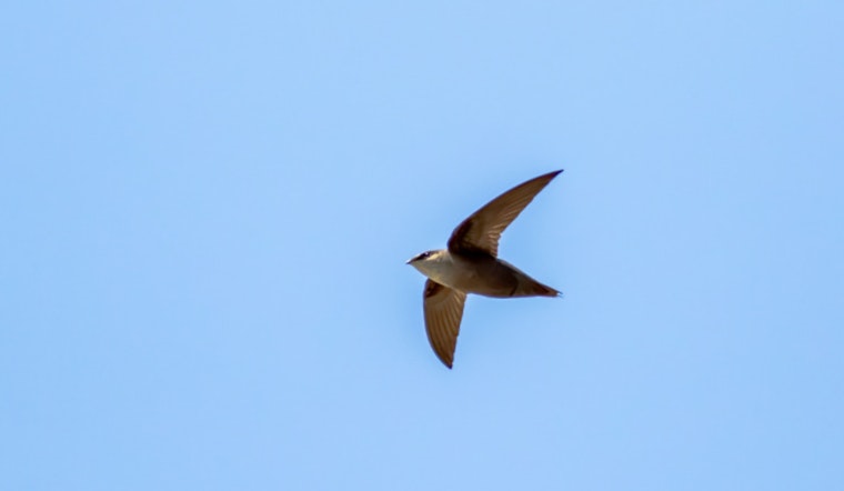 Volunteers Sought in Wisconsin for "Swift Night Out" to Aid in Chimney Swift Conservation Efforts