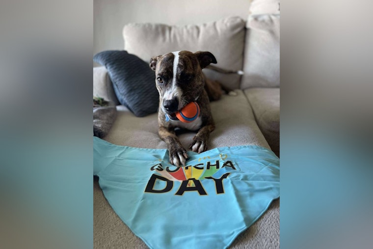 Wake County Teacher's Adoption Journey Turns Rescue Dog Hera into Cherished Family Member