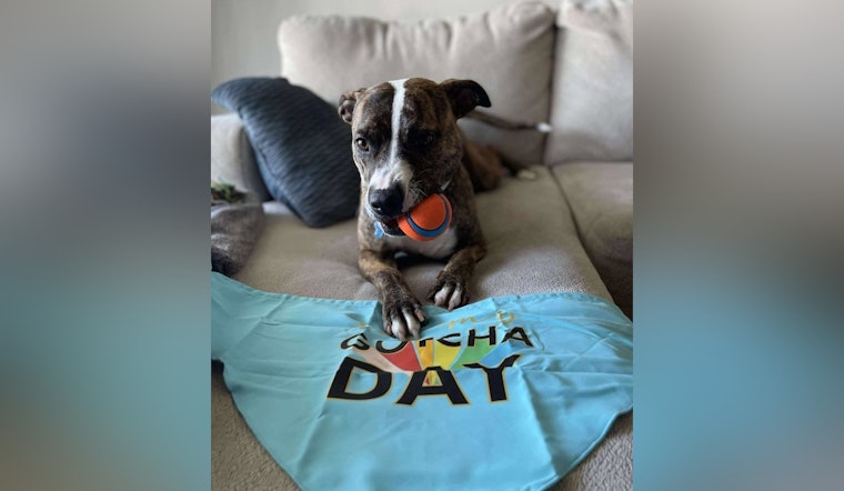 Wake County Teacher's Adoption Journey Turns Rescue Dog Hera into Cherished Family Member