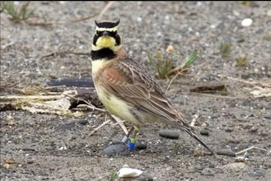 Washington Department of Fish and Wildlife Awards $1 Million for Species Conservation Efforts