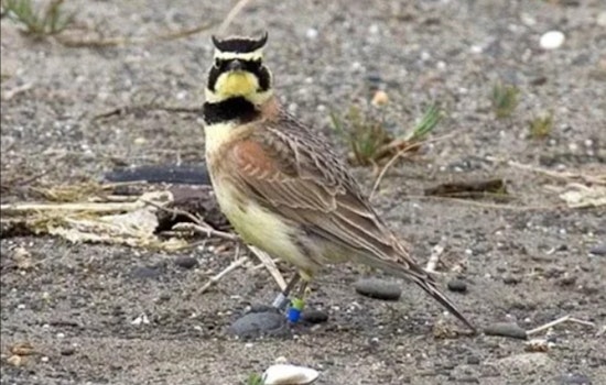 Washington Department of Fish and Wildlife Awards $1 Million for Species Conservation Efforts
