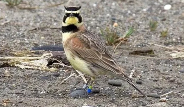 Washington Department of Fish and Wildlife Awards $1 Million for Species Conservation Efforts