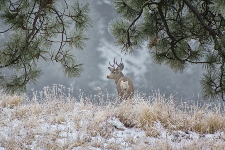 Washington Hunters Alert as WDFW Announces Surplus Multi-Season Deer and Elk Tag Sale Dates
