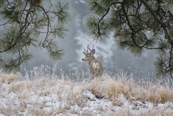 Washington Hunters Alert as WDFW Announces Surplus Multi-Season Deer and Elk Tag Sale Dates