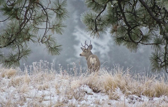 Washington Hunters Alert as WDFW Announces Surplus Multi-Season Deer and Elk Tag Sale Dates
