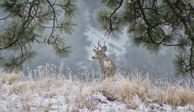 Washington Hunters Alert as WDFW Announces Surplus Multi-Season Deer and Elk Tag Sale Dates