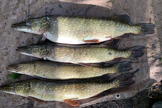 WDFW and Land Bank Host Public Meeting in San Juan to Combat Invasive Northern Pike in Westside Lake