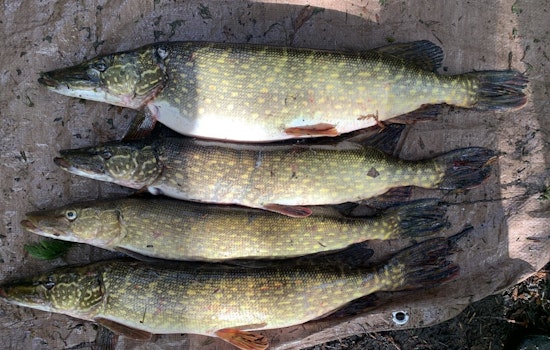 WDFW and Land Bank Host Public Meeting in San Juan to Combat Invasive Northern Pike in Westside Lake