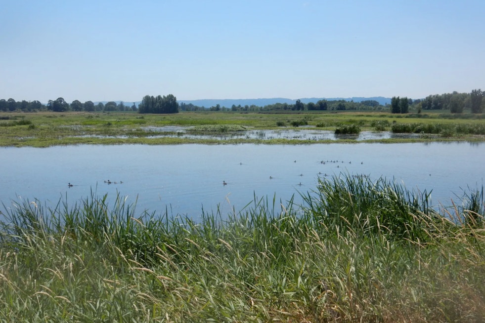 WDFW Seeks Volunteers for Shillapoo Wildlife Area Restoration Working Group in Vancouver, WA