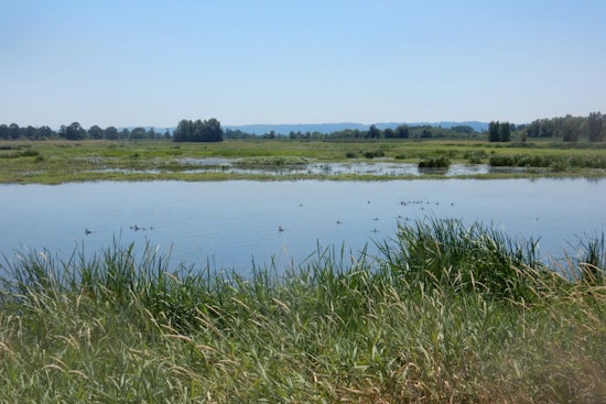 WDFW Seeks Volunteers for Shillapoo Wildlife Area Restoration Working Group in Vancouver, WA