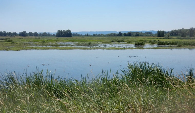 WDFW Seeks Volunteers for Shillapoo Wildlife Area Restoration Working Group in Vancouver, WA